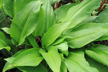 Image showing wild garlic plant