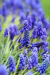 Image showing grape hyacinth flowers