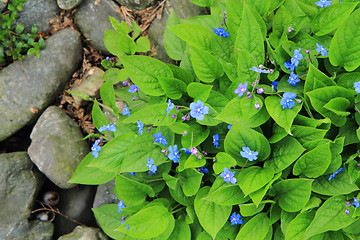 Image showing forget-me-not blue flower