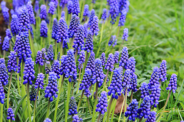 Image showing grape hyacinth flowers