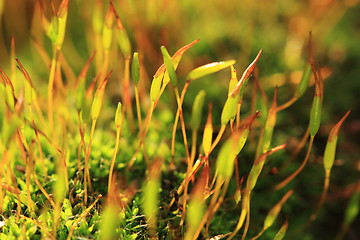 Image showing moss macro plant