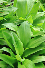 Image showing wild garlic plant