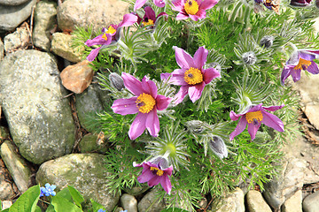 Image showing flower of pasqueflower