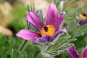 Image showing flower of pasqueflower