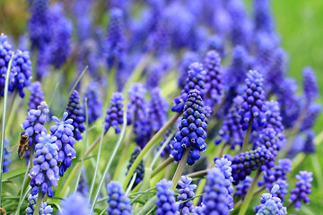 Image showing grape hyacinth flowers