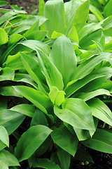 Image showing wild garlic plant