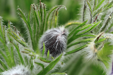 Image showing rosebud of pasqueflower