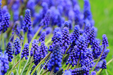 Image showing grape hyacinth flowers