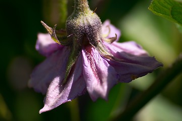 Image showing flower of aubergine