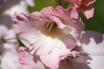 Image showing gladiolus