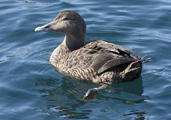 Image showing Common eider