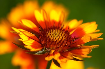 Image showing Gaillardia