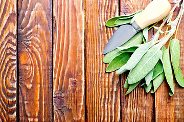 Image showing fresh sage