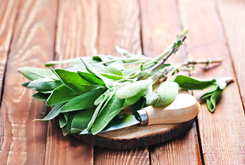 Image showing fresh sage