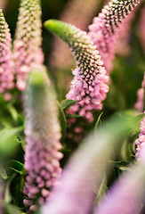 Image showing close up of veronica-mailane flower