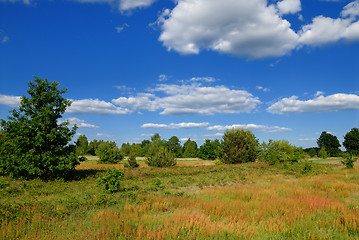 Image showing Summer rural landscape