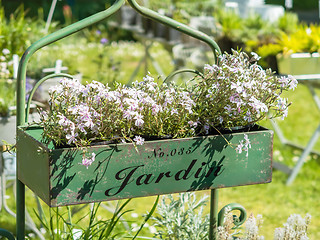 Image showing Flower pots