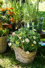 Image showing Flower pots