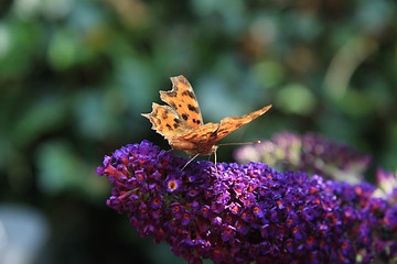 Image showing Comma butterfly or Polygonia C Album