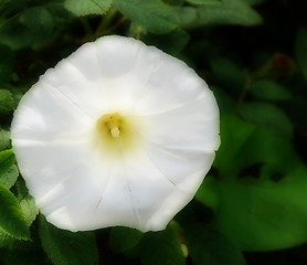 Image showing Pure White Morning Glory Bloom