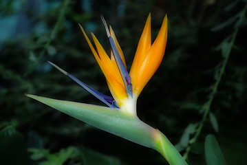 Image showing Bird of Paradise