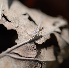 Image showing Fly on a Dead Leaf