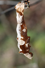 Image showing Dead Leaf Hanging