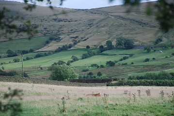 Image showing Tree Framing British Countryside