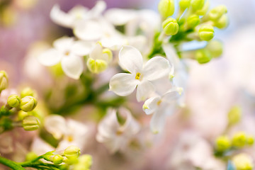 Image showing close up of beautiful lilac flowers