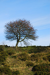 Image showing Lonely Tree