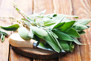 Image showing fresh sage