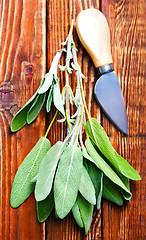 Image showing fresh sage