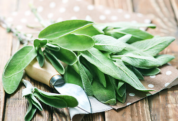 Image showing fresh sage