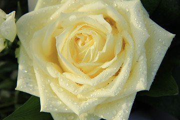 Image showing White rose with dew drop