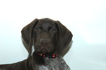 Image showing German Shorthaired Pointer puppy