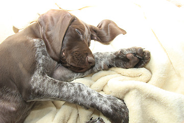 Image showing German Shorthaired Pointer puppy