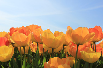 Image showing Yellow and orange tulips