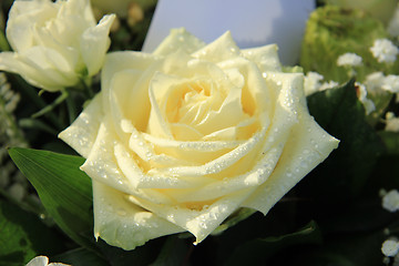 Image showing White rose with dew drop