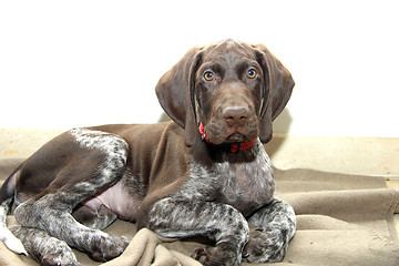 Image showing German Shorthaired Pointer puppy