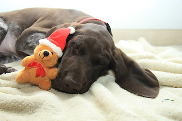 Image showing Dreaming of a dog\'s Christmas