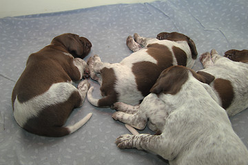 Image showing German Shorthaired Pointer puppies