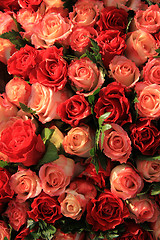 Image showing Red and pink roses