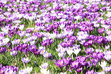 Image showing Crocuses on a field