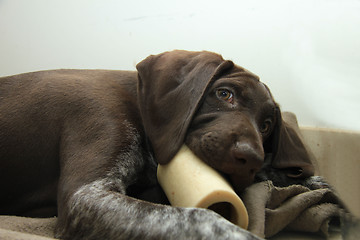 Image showing German Shorthaired Pointer puppy