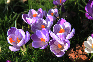 Image showing purple crocuses