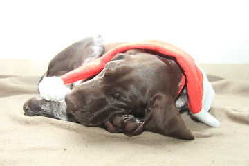 Image showing Sleeping Christmas puppy