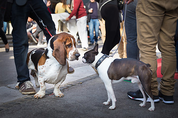 Image showing Two dogs greeting each other by sniffing.