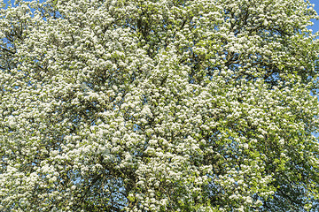 Image showing apple blossoms