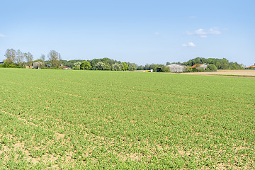 Image showing sunny farmland scenery