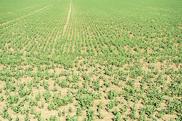 Image showing sunny farmland scenery